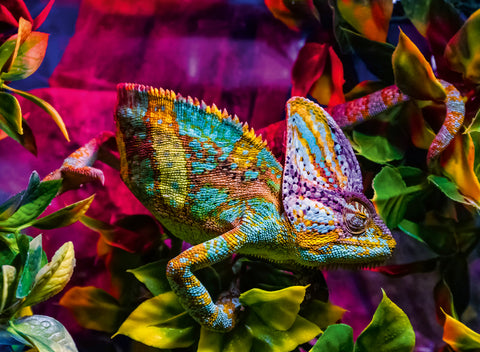 Chameleon – 500 Piece Jigsaw Puzzle (Ravensburger)