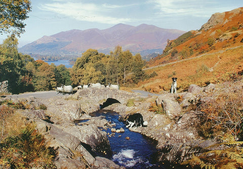 Artwork: Thirsty Work – 1000 Piece Jigsaw Puzzle (House of Puzzles)