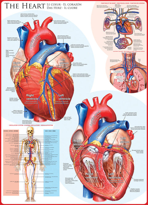 Artwork: The Heart – 1000 Piece Jigsaw Puzzle (Eurographics)