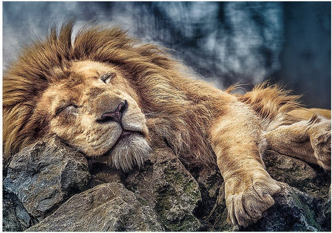 Artwork: Sleeping Lion – 1000 Piece Jigsaw Puzzle (Trefl)