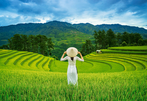 Rice Fields in Vietnam - 1000 Piece Jigsaw Puzzle (Castorland)