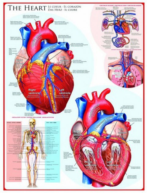 Artwork: The Heart – 1000 Piece Jigsaw Puzzle (Eurographics)