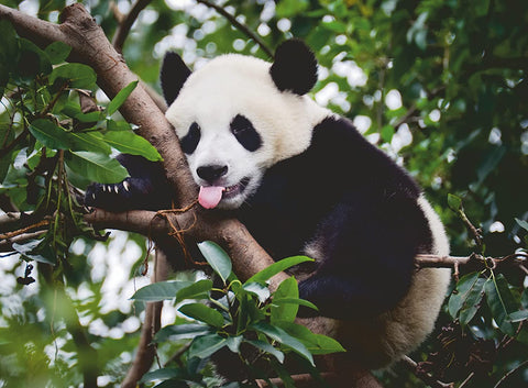 Panda Bear – 500 Piece Jigsaw Puzzle (Ravensburger)