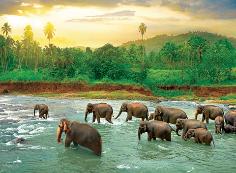 Rain Forest – 1000 Piece Jigsaw Puzzle (Eurographics)