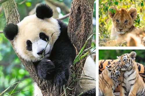 Wildlife – 3 x 49 Piece Jigsaw Puzzles (Ravensburger)