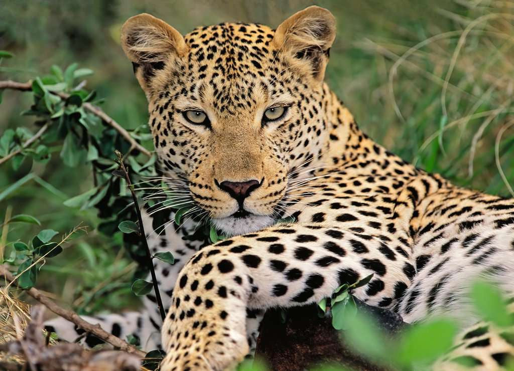 Exotic Animal – 100 Piece XXL Jigsaw Puzzle (Ravensburger)