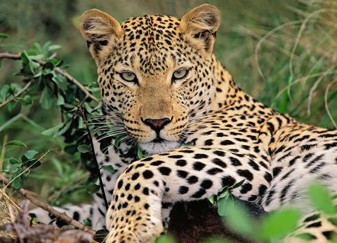Exotic Animal – 100 Piece XXL Jigsaw Puzzle (Ravensburger)