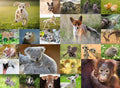 Baby Animals XXL – 200 Piece Jigsaw Puzzle (Ravensburger)