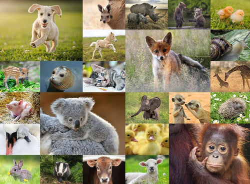 Baby Animals XXL – 200 Piece Jigsaw Puzzle (Ravensburger)