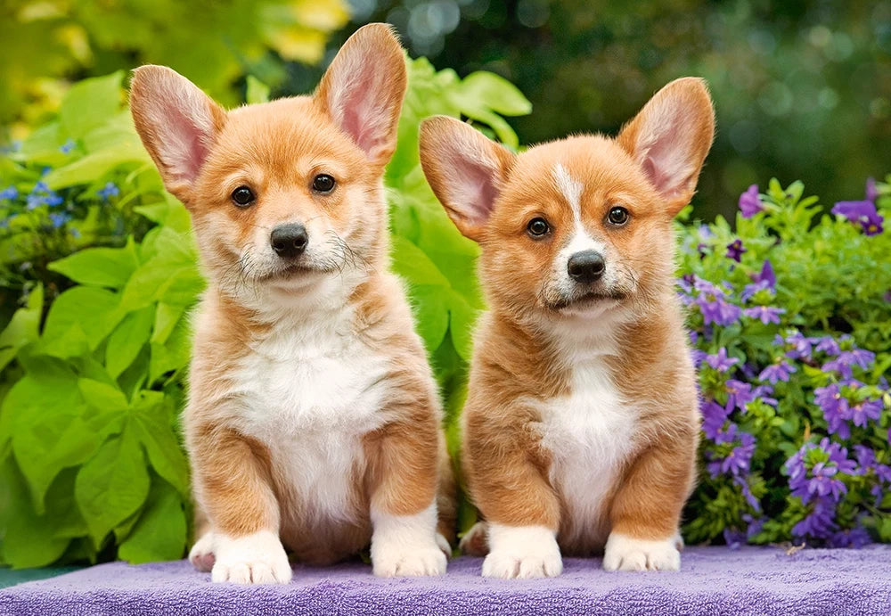 Artwork: Welsh Corgi Puppies – 1000 Piece Jigsaw Puzzle (Castorland)