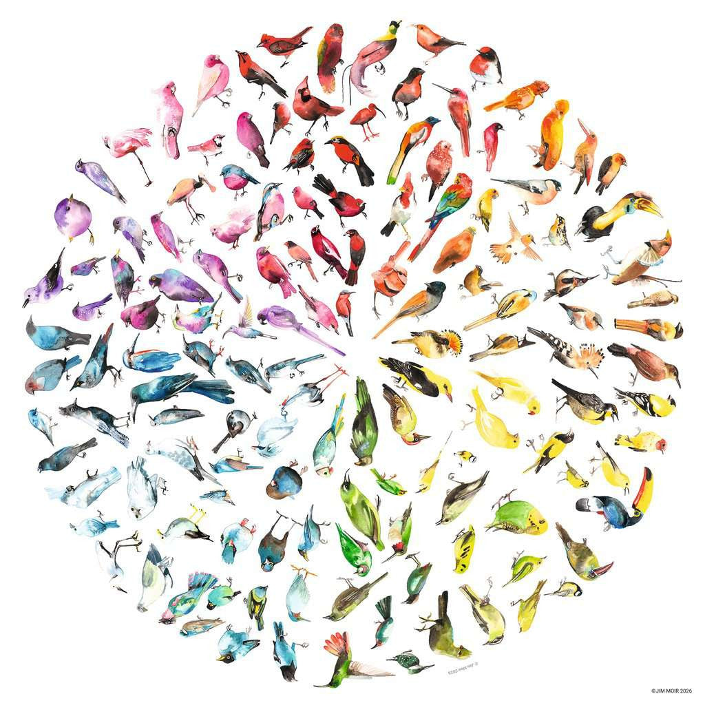 Bird Colour Wheel - 500 Piece Jigsaw Puzzle (Ravensburger) - Image 3