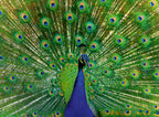 Colourful Animals: Peacock – 500 Piece Jigsaw Puzzle (Ravensburger)