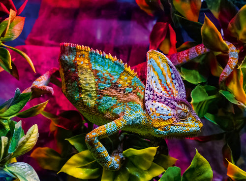 Chameleon – 500 Piece Jigsaw Puzzle (Ravensburger)