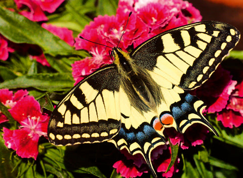 Colourful Animals: Butterfly – 500 Piece Jigsaw Puzzle (Ravensburger)