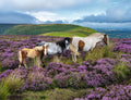 ** Pre-Order ** Wild Horses in the Heather - 2000 Piece Jigsaw Puzzle (Ravensburger)