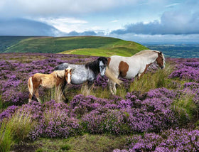 Wild Horses in the Heather - 2000 Piece Jigsaw Puzzle (Ravensburger)