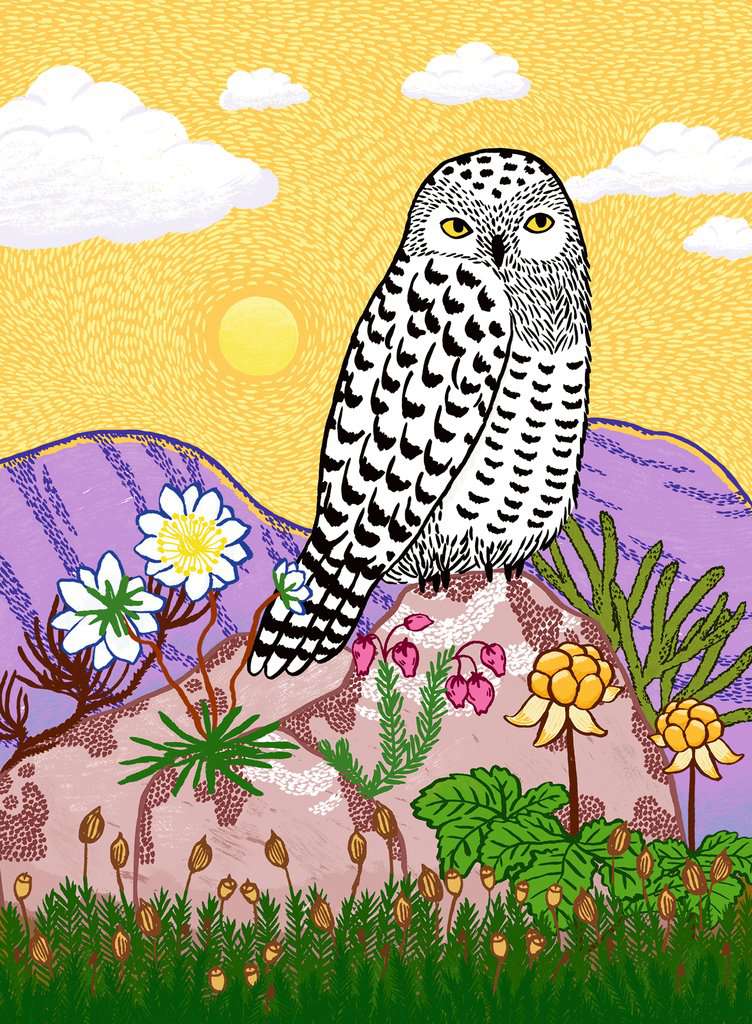 Artwork: Snowy Owl – 500 Piece Jigsaw Puzzle (Ravensburger)