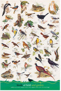 Artwork: Birds – 1000 Piece Jigsaw Puzzle (Eurographics)