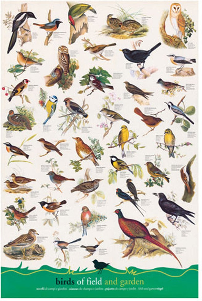 Artwork: Birds – 1000 Piece Jigsaw Puzzle (Eurographics)