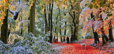 Snow in Autumn – 636 Piece Jigsaw Puzzle (Gibsons)