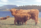 Artwork: Highlanders – 1000 Piece Jigsaw Puzzle (House of Puzzles)