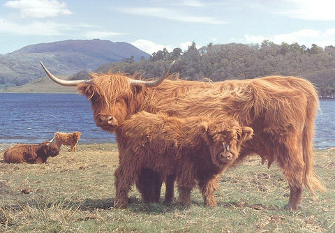Artwork: Highlanders – 1000 Piece Jigsaw Puzzle (House of Puzzles)