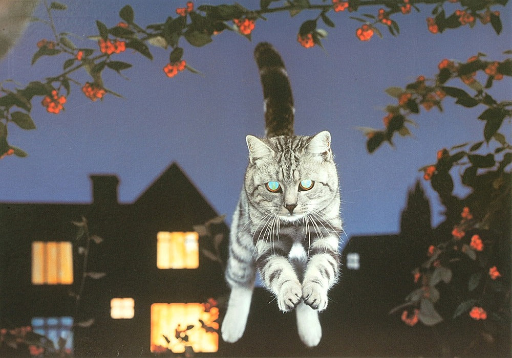 Artwork: A Leap In The Dark – 1000 Piece Jigsaw Puzzle (House of Puzzles)