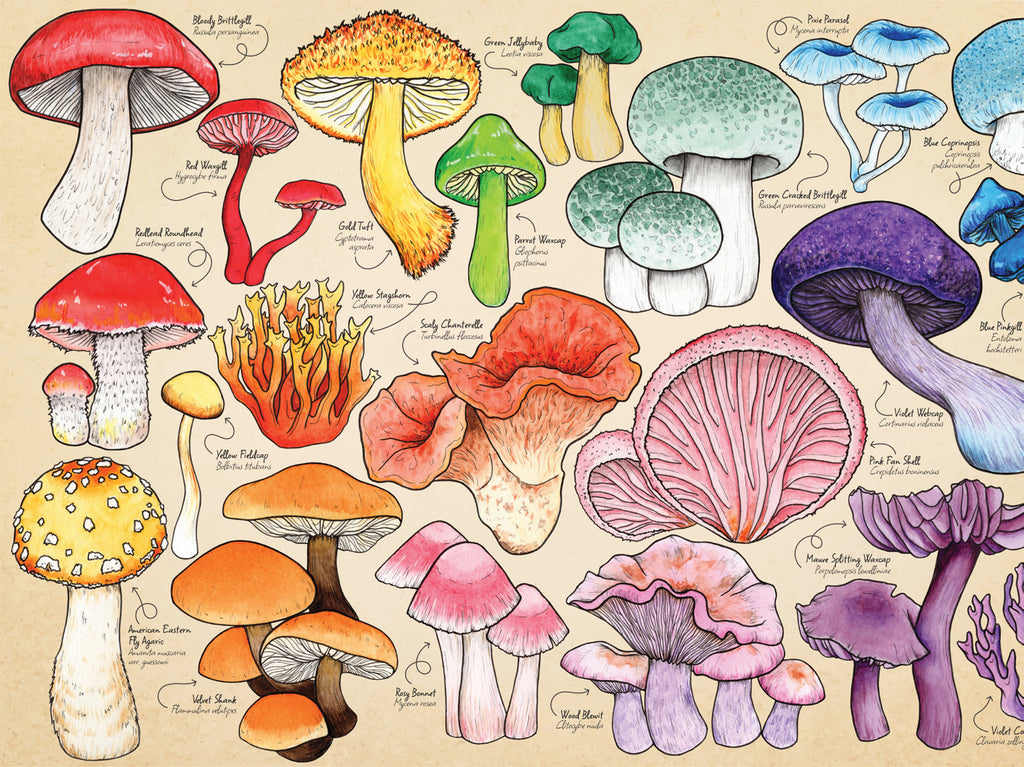 Artwork: Mushroom Mania – 1000 Piece Jigsaw Puzzle (House of Puzzles)
