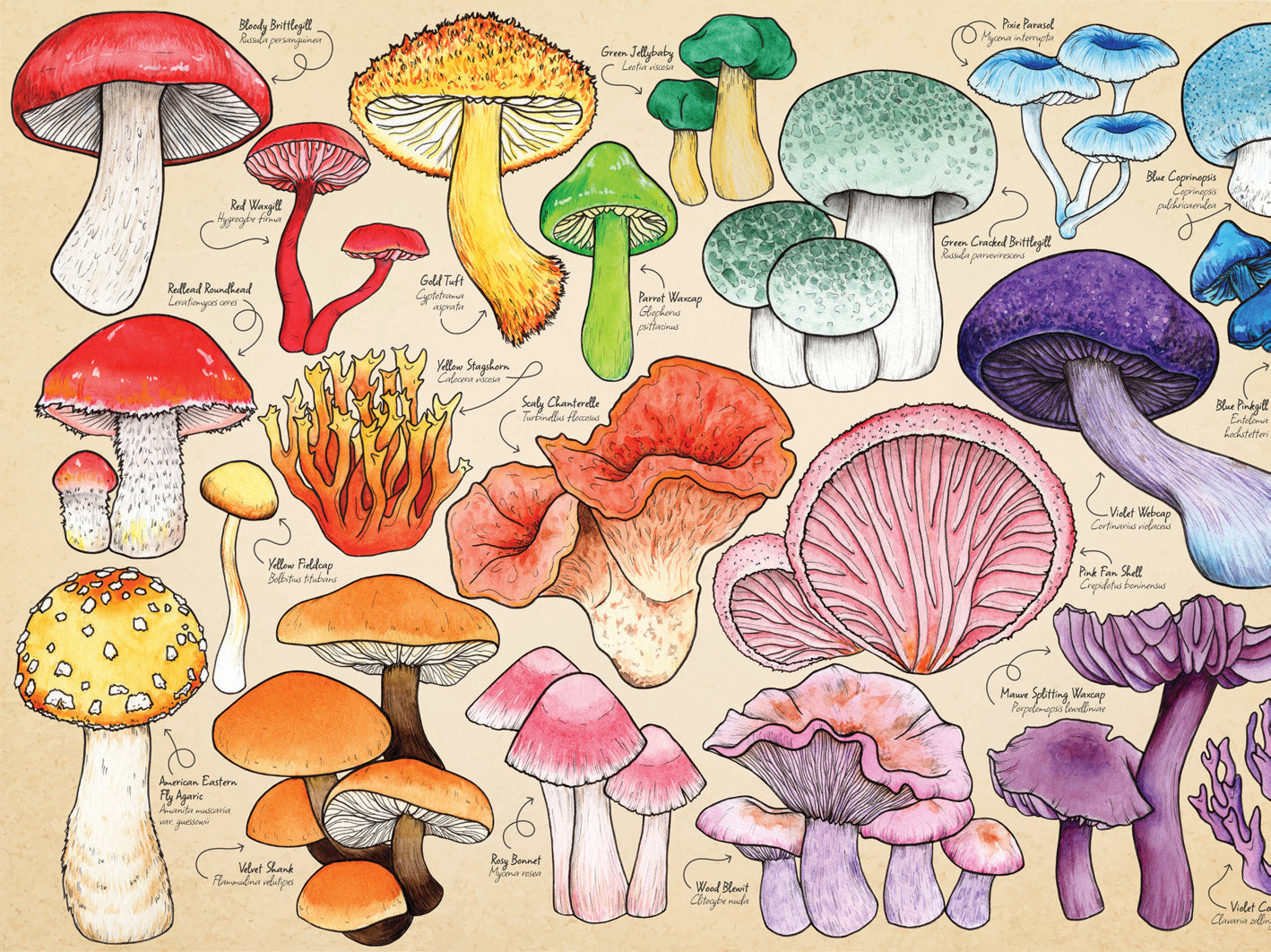 Mushroom Mania – 1000 Piece Jigsaw Puzzle (HOP)