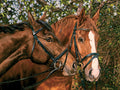 Artwork: Friends Forever – 275 Piece Jigsaw Puzzle (Cobble Hill)