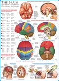 Artwork: The Brain – 1000 Piece Jigsaw Puzzle (Eurographics)