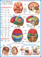 Artwork: The Brain – 1000 Piece Jigsaw Puzzle (Eurographics)