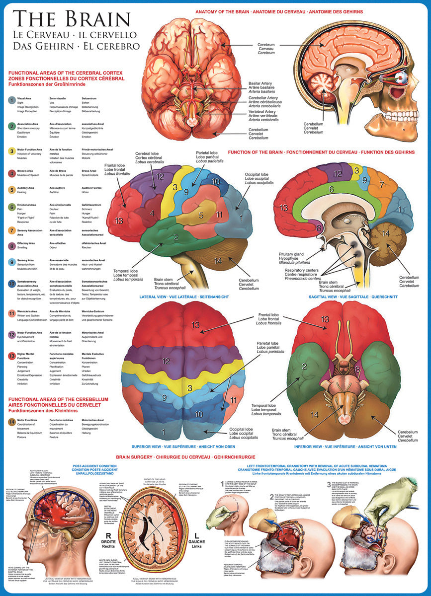 Artwork: The Brain – 1000 Piece Jigsaw Puzzle (Eurographics)