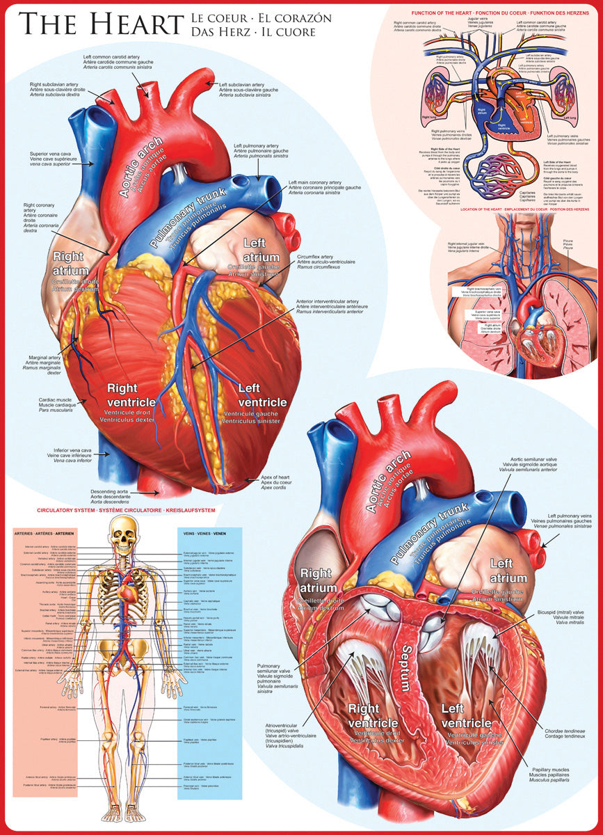 Artwork: The Heart – 1000 Piece Jigsaw Puzzle (Eurographics)