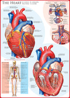 Artwork: The Heart – 1000 Piece Jigsaw Puzzle (Eurographics)