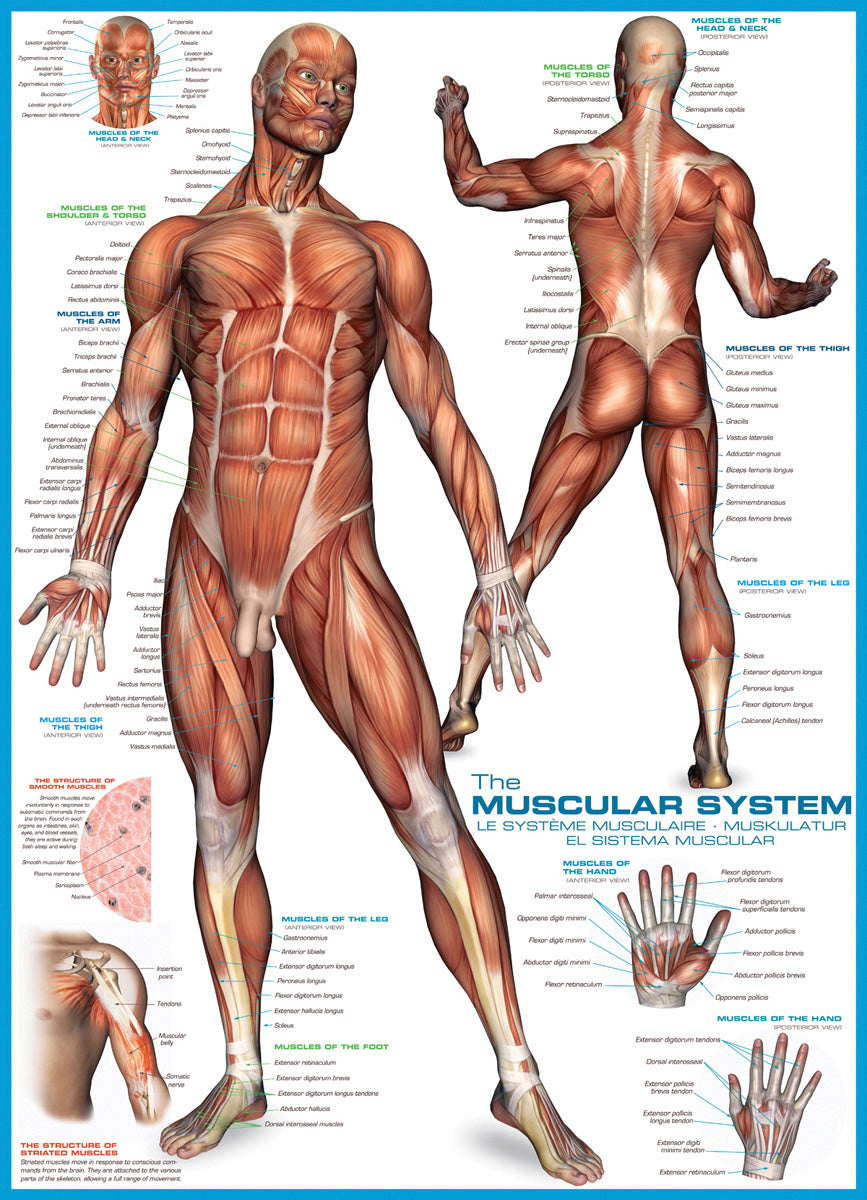 Artwork: The Muscular System – 1000 Piece Jigsaw Puzzle (Eurographics)