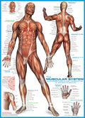 Artwork: The Muscular System – 1000 Piece Jigsaw Puzzle (Eurographics)