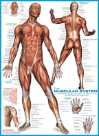 Artwork: The Muscular System – 1000 Piece Jigsaw Puzzle (Eurographics)