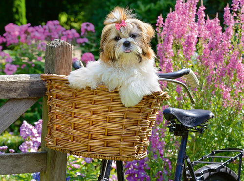 Puppy in the Garden - 100 Piece XL Jigsaw Puzzle (Ravensburger)