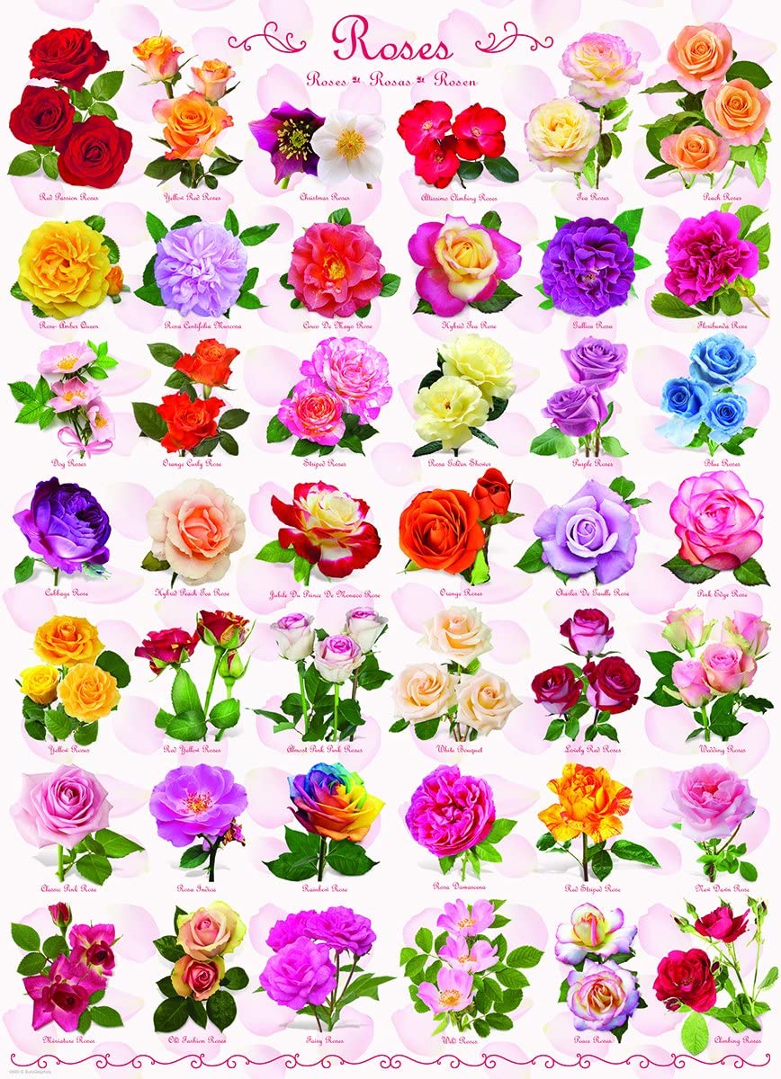 Roses – 1000 Piece Jigsaw Puzzle (Eurographics)