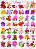 Roses – 1000 Piece Jigsaw Puzzle (Eurographics)