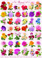 Roses – 1000 Piece Jigsaw Puzzle (Eurographics)