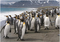 Artwork: Penguins – 1000 Piece Jigsaw Puzzle (Dino)