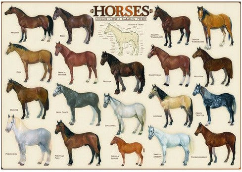 Artwork: Horses – 1000 Piece Jigsaw Puzzle (Eurographics)