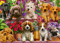 Dog in the Shelves – 500 Piece Jigsaw Puzzle (Schmidt)