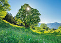 Mountain Maple in Sunlight – 1000 Piece Jigsaw Puzzle (Schmidt)