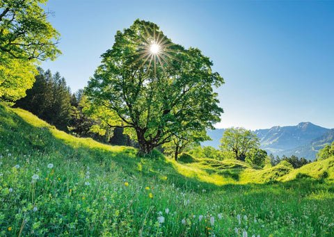 Mountain Maple in Sunlight – 1000 Piece Jigsaw Puzzle (Schmidt)