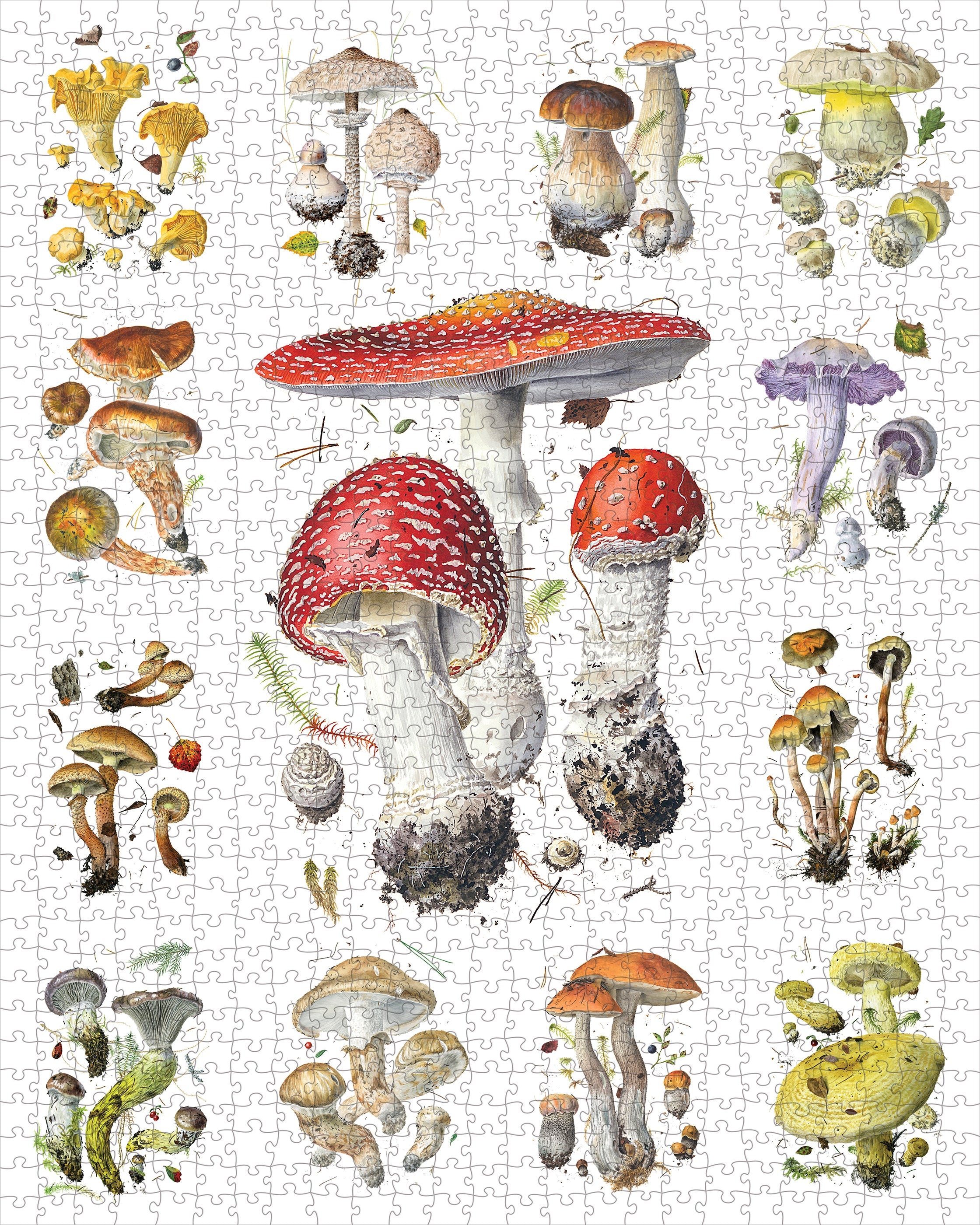 Mushrooms by Alexander Viazmensky – 1000 Piece Jigsaw Puzzle (Pomegranate)