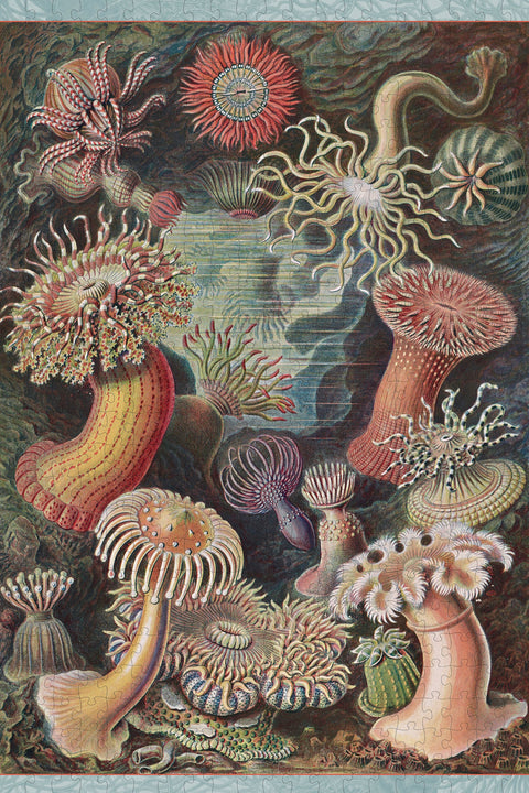 Made up: Sea Anemones by Ernst Haeckel – 500 Piece Jigsaw Puzzle (Pomegranate)