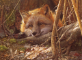 A Touch of Warmth – 500 Piece Jigsaw Puzzle (Cobble Hill)